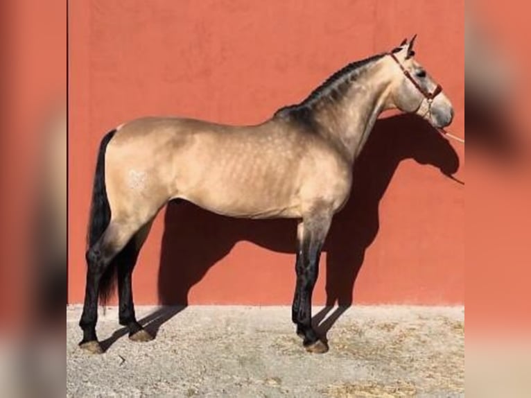 Lusitano Stallion 7 years 16,2 hh Dun in Madrid