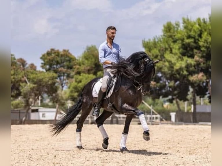 Lusitano Stallion 7 years 16 hh Bay-Dark in Valencia