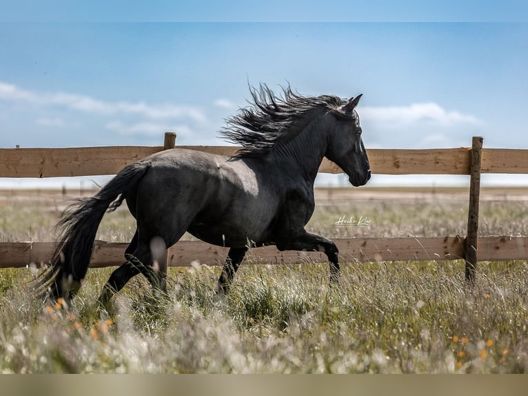 Lusitano Stallion 7 years 16 hh Black in Groß-Umstadt