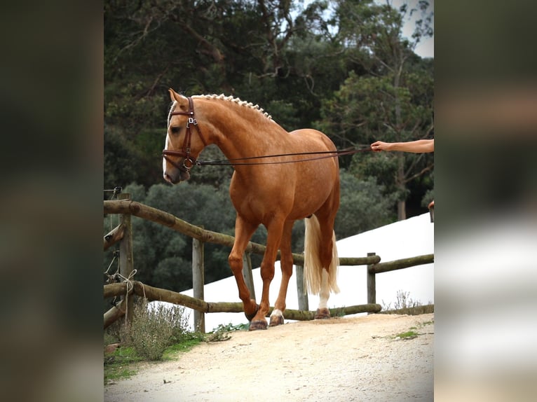 Lusitano Stallion 7 years 16 hh Palomino in Ribamar