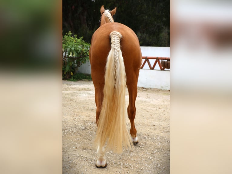 Lusitano Stallion 7 years 16 hh Palomino in Ribamar