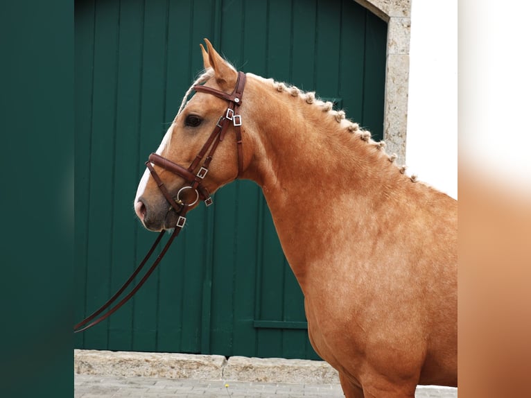 Lusitano Stallion 7 years 16 hh Palomino in Ribamar