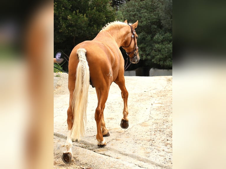 Lusitano Stallion 7 years 16 hh Palomino in Ribamar