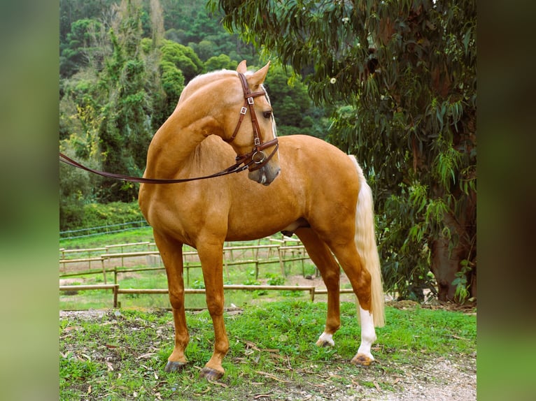 Lusitano Stallion 7 years 16 hh Palomino in Ribamar