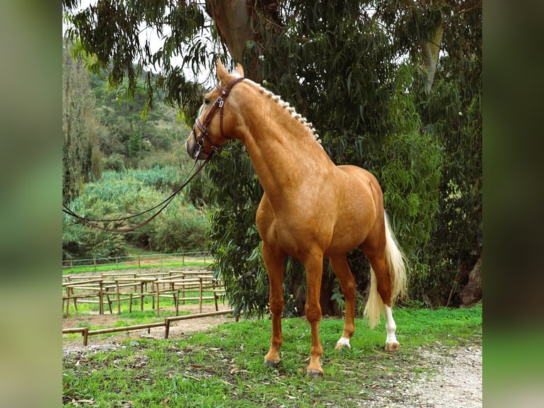 Lusitano Stallion 7 years 16 hh Palomino in Ribamar