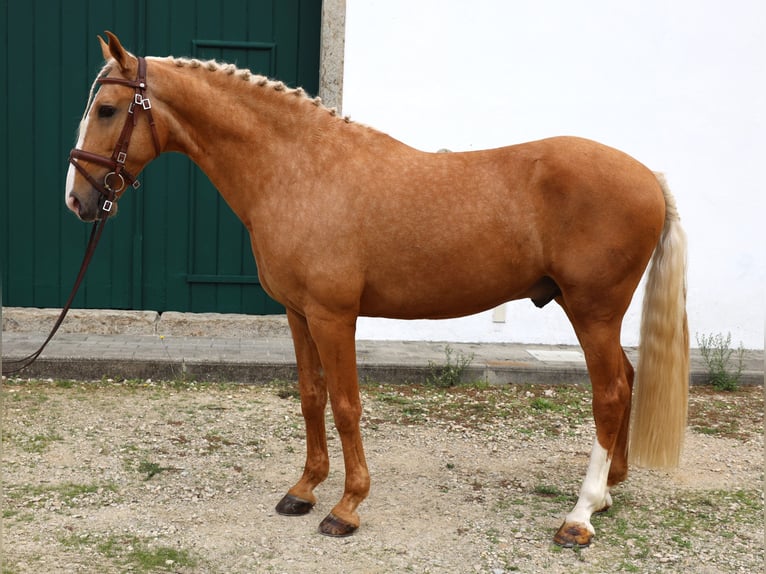 Lusitano Stallion 7 years 16 hh Palomino in Ribamar