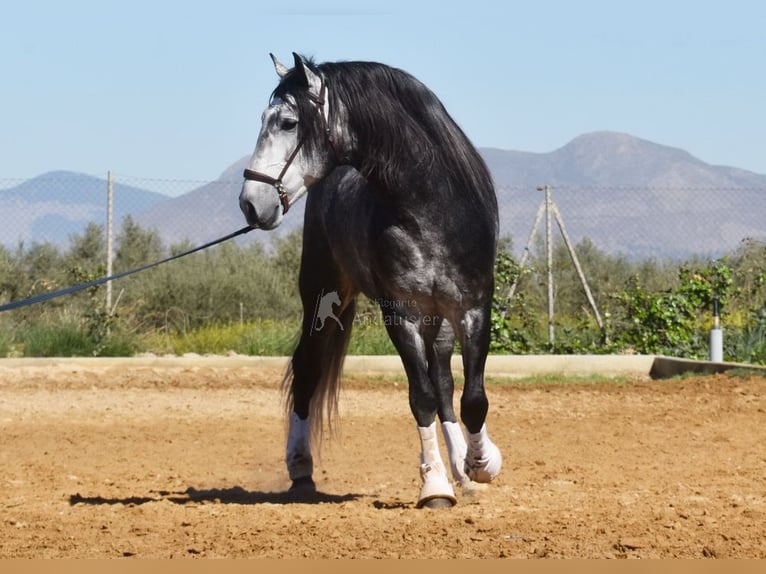 Lusitano Stallion 7 years 16,1 hh Grey in Provinz Granada