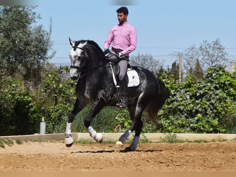Lusitano Stallion 7 years 16,1 hh Grey in Provinz Granada