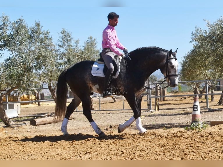 Lusitano Stallion 7 years 16,1 hh Grey in Provinz Granada