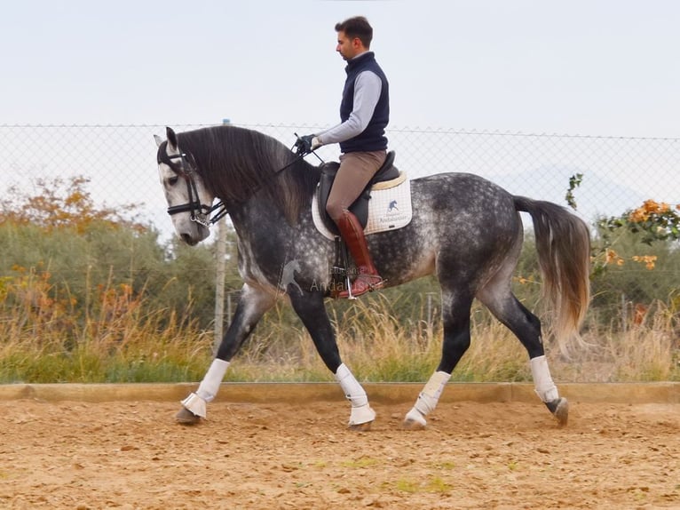 Lusitano Stallion 7 years 16,1 hh Grey in Provinz Granada