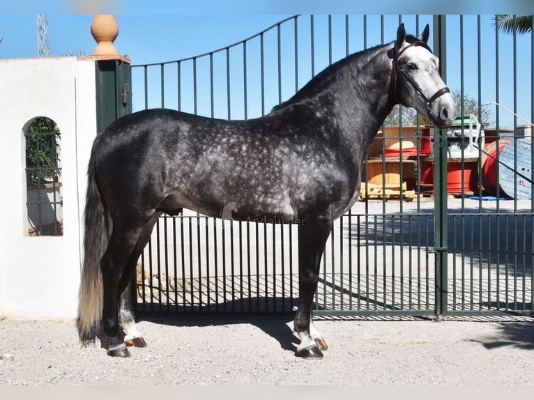 Lusitano Stallion 7 years 16,1 hh Grey in Provinz Granada