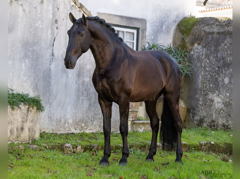 Lusitano Stallion 7 years 16,2 hh Black in cartaxo