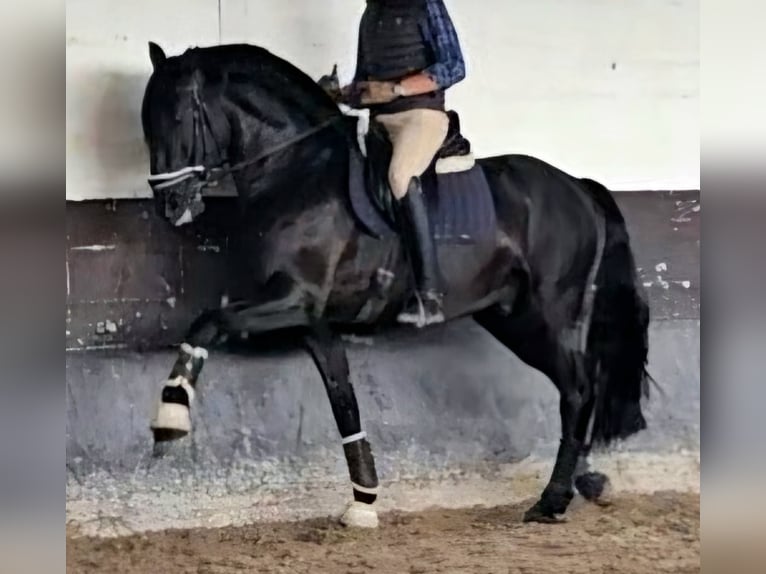 Lusitano Stallion 7 years 16,2 hh Black in cartaxo