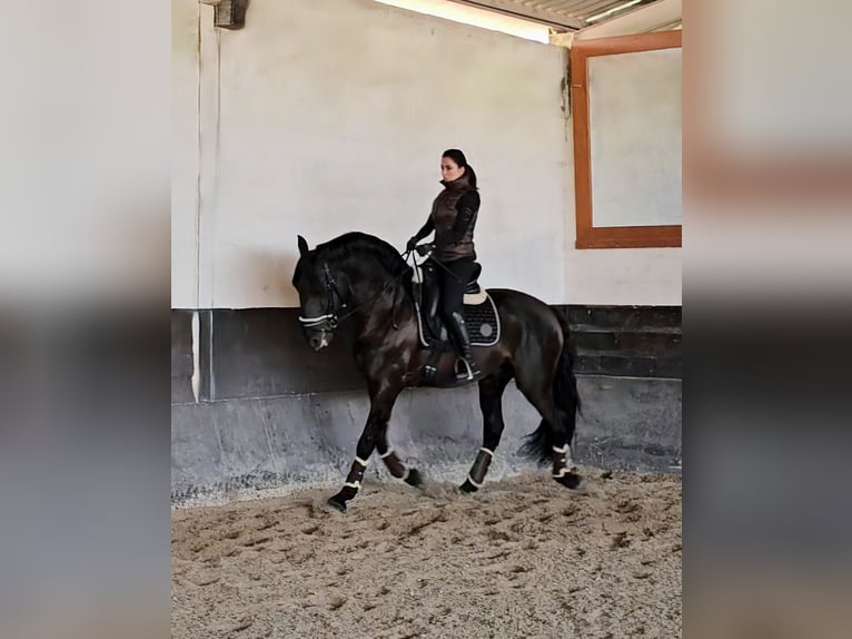 Lusitano Stallion 7 years 16,2 hh Black in cartaxo