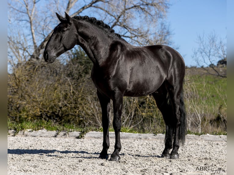 Lusitano Stallion 7 years 16,2 hh Black in cartaxo