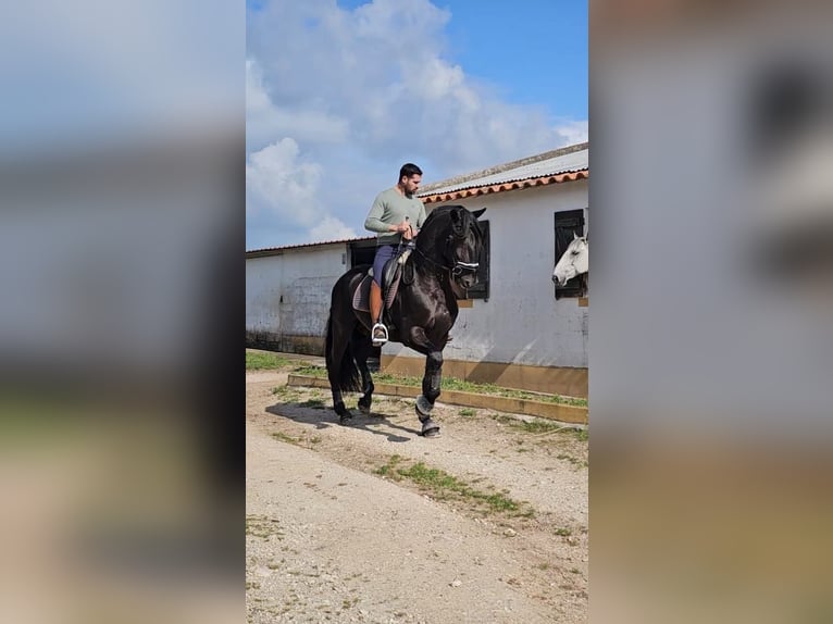 Lusitano Stallion 7 years 16,2 hh Black in cartaxo
