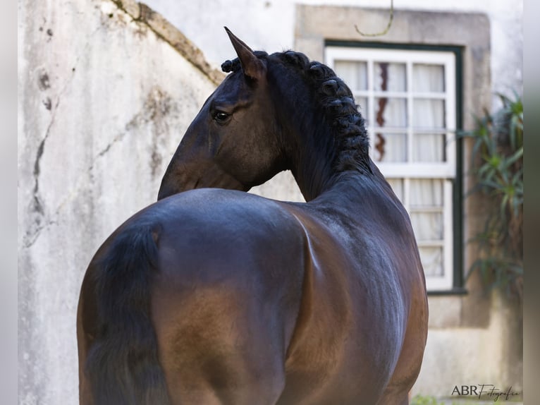 Lusitano Stallion 7 years 16,2 hh Black in cartaxo