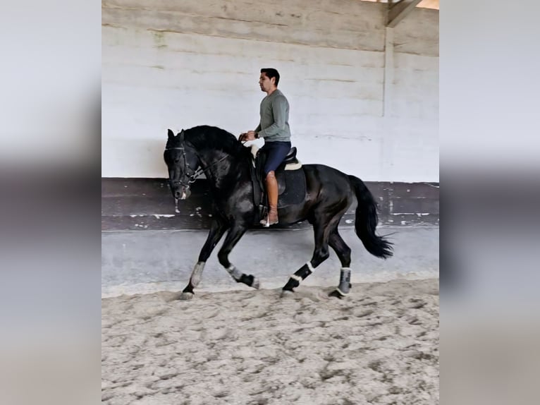 Lusitano Stallion 7 years 16,2 hh Black in cartaxo