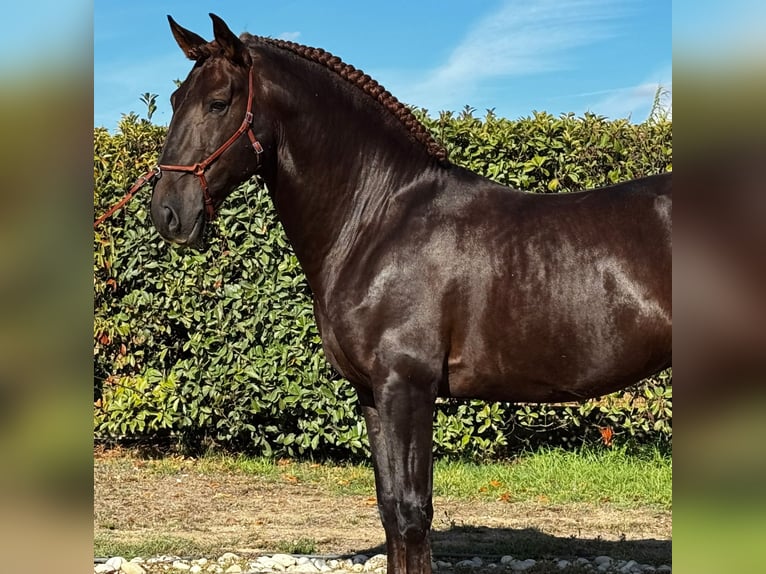 Lusitano Stallion 7 years 16,2 hh Chestnut in Lisboa