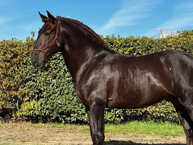 Lusitano Stallion 7 years 16,2 hh Chestnut in Lisboa