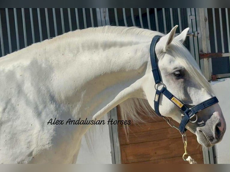 Lusitano Stallion 7 years 16,2 hh White in Sevilla