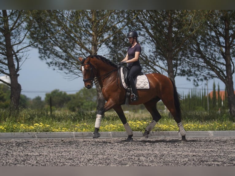 Lusitano Stallion 7 years 17 hh in Agua Derramada