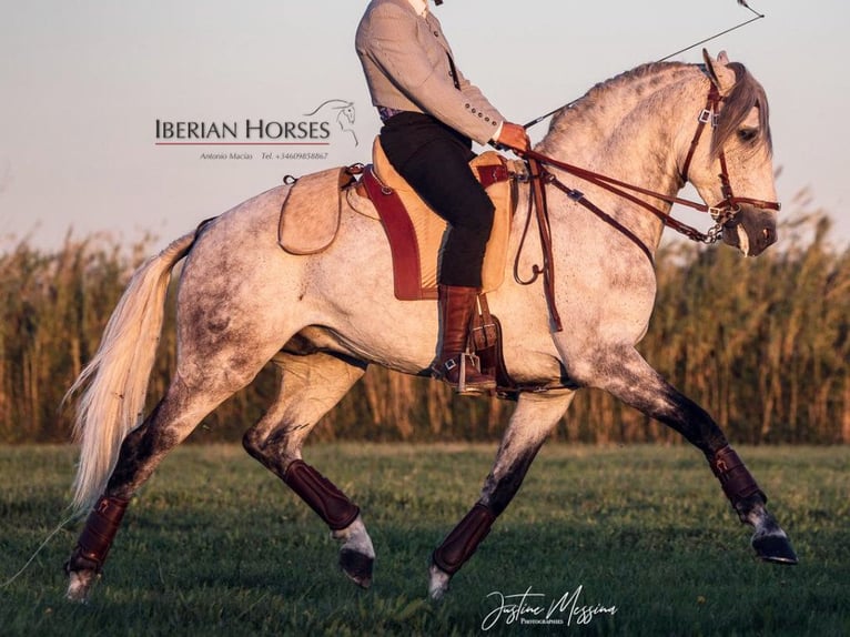 Lusitano Stallion 8 years 15.2 hh Grey in Navas Del Madroño