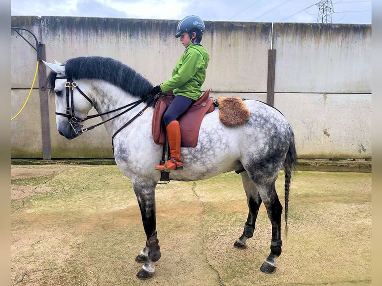 Lusitano Stallion 8 years 15.2 hh Grey in Sanlucar De Barrameda