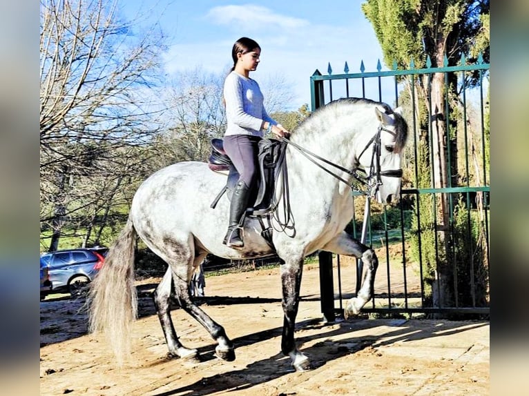 Lusitano Stallion 8 years 15.2 hh Grey in Sanlucar De Barrameda