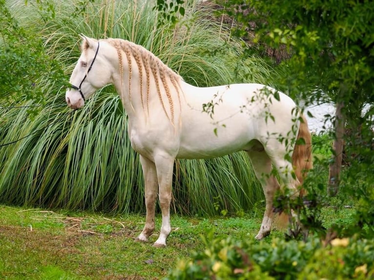 Lusitano Stallion 8 years 15.2 hh Perlino in Navas Del Madroño