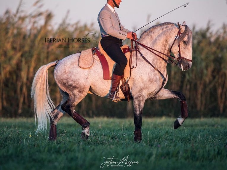 Lusitano Stallion 8 years 15,2 hh Grey in Navas Del Madroño