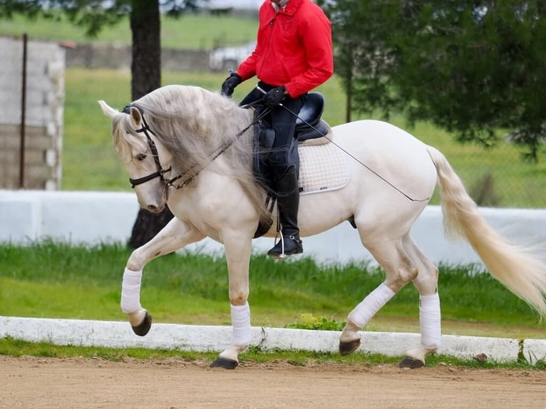 Lusitano Stallion 8 years 15,2 hh Grey in Navas Del Madro&#xF1;o