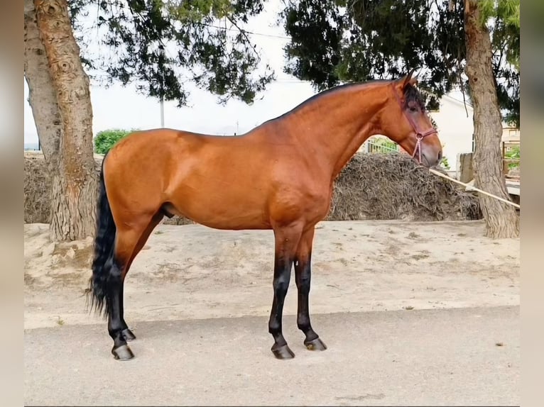 Lusitano Stallion 8 years 16.1 hh Brown in Ermelo