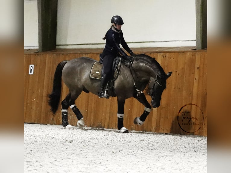 Lusitano Mix Stallion 8 years 16.1 hh Grullo in HEUVELLAND