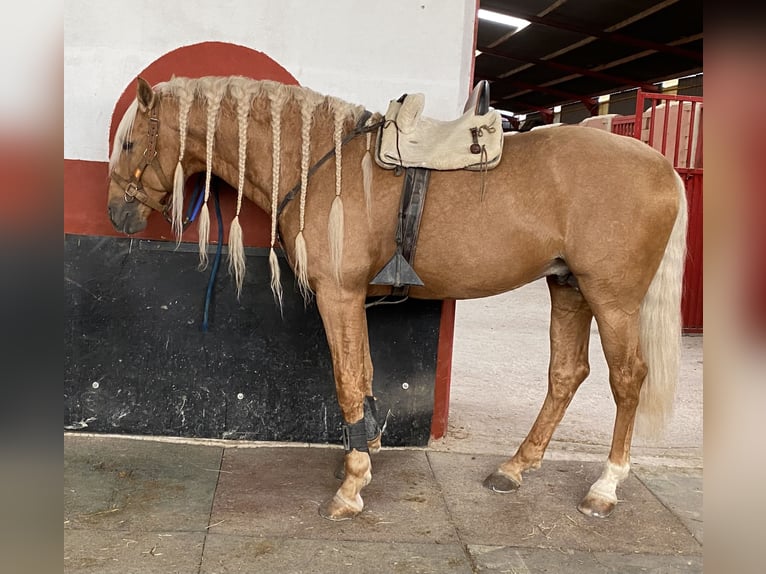 Lusitano Mix Stallion 8 years 16 hh Palomino in Murcia