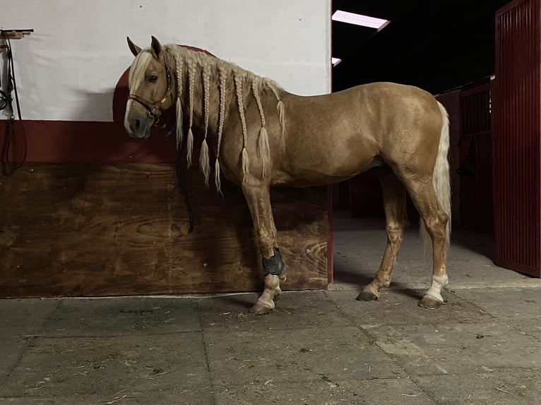Lusitano Mix Stallion 8 years 16 hh Palomino in Murcia
