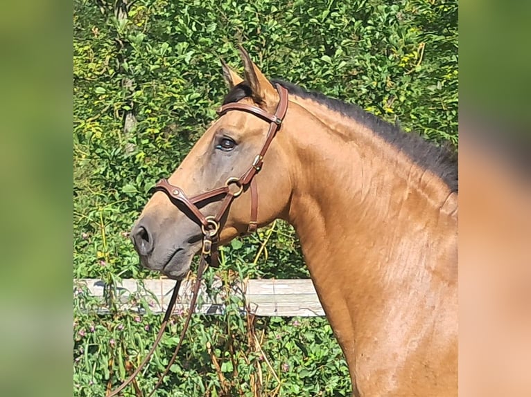 Lusitano Stallion 9 years 14,2 hh Dun in Bayerbach