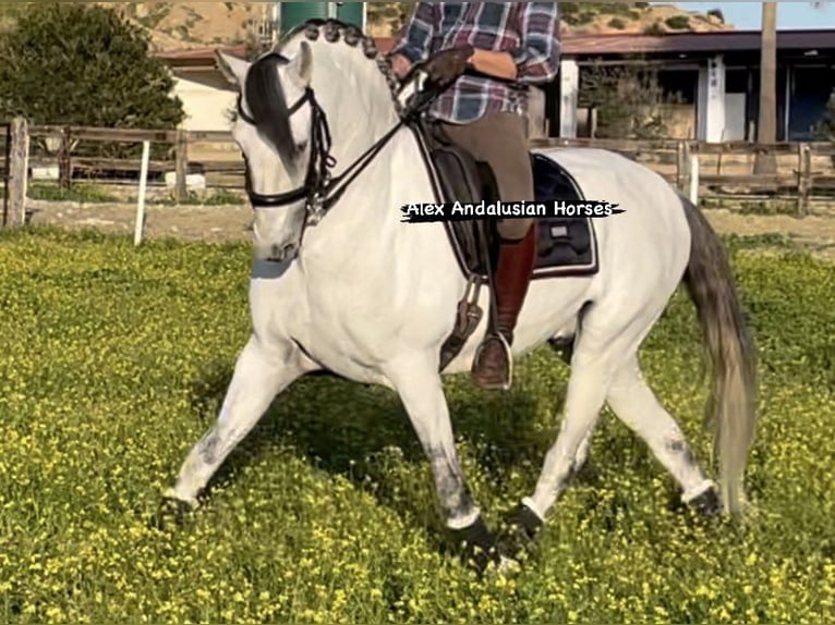Lusitano Stallion 9 years 15,2 hh White in Sevilla