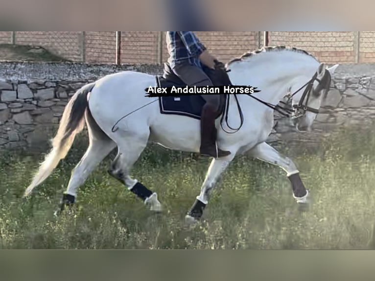 Lusitano Stallion 9 years 15,2 hh White in Sevilla