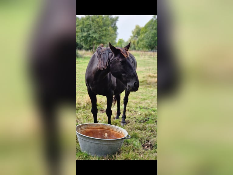 Lusitano Stallion 9 years 15.3 hh Black in Gent