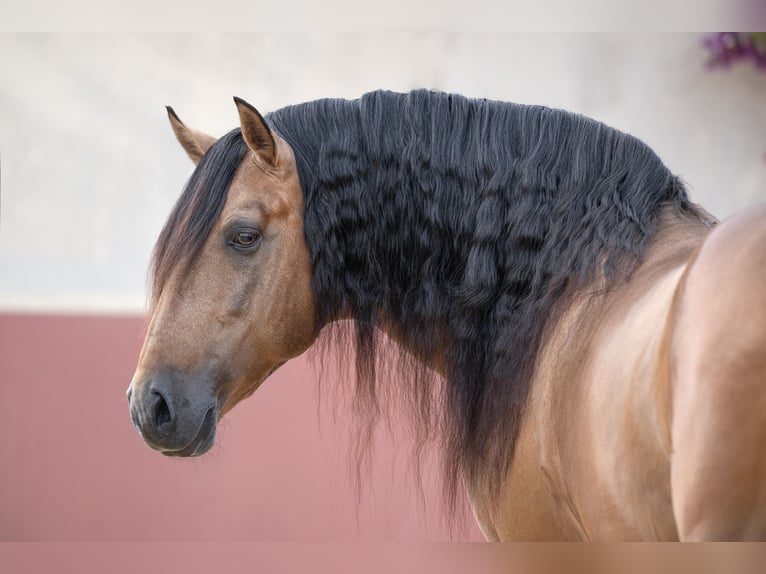 Lusitano Stallion 9 years 15 hh in Jerez de la Frontera