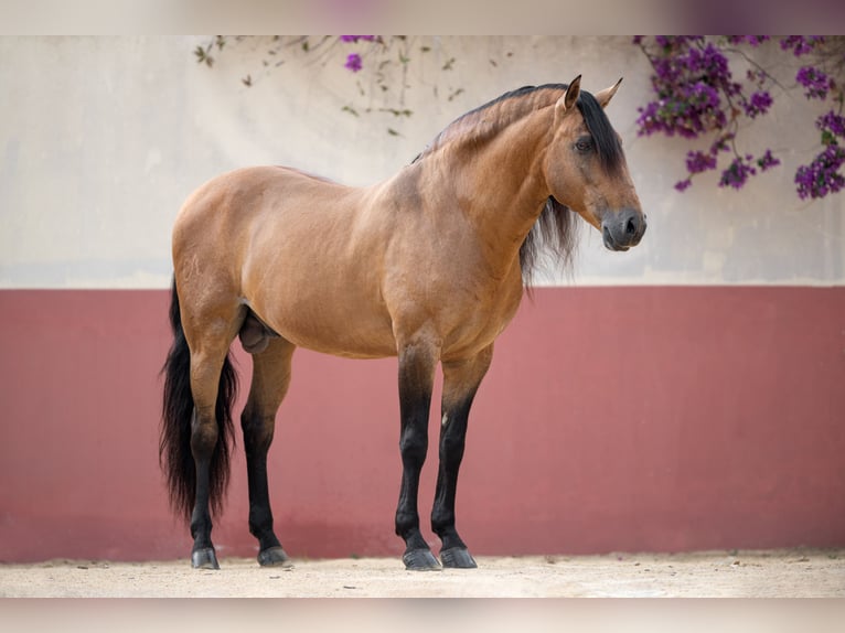 Lusitano Stallion 9 years 15 hh in Jerez de la Frontera