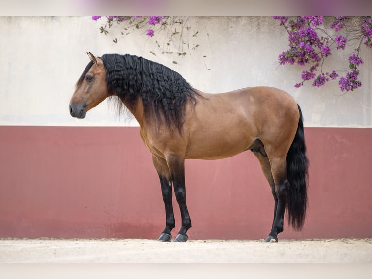 Lusitano Stallion 9 years 15 hh in Jerez de la Frontera
