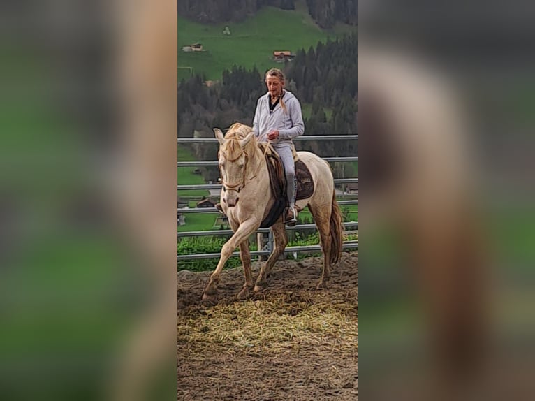 Lusitano Mix Stallion 9 years 15,2 hh Champagne in Frutigen
