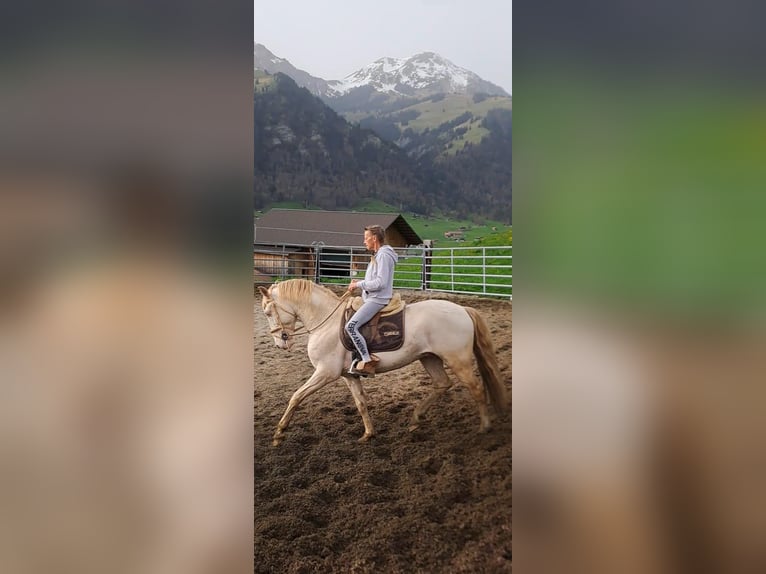 Lusitano Mix Stallion 9 years 15,2 hh Champagne in Frutigen