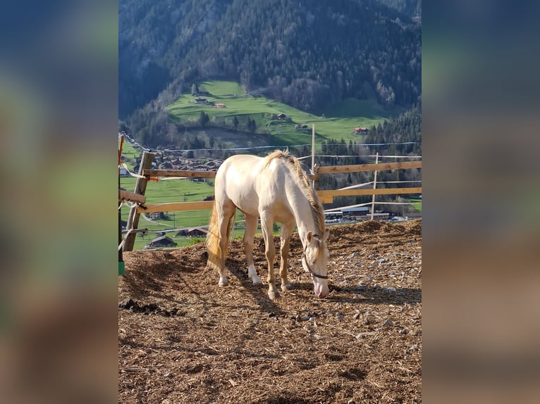 Lusitano Mix Stallion 9 years 15,2 hh Champagne in Frutigen