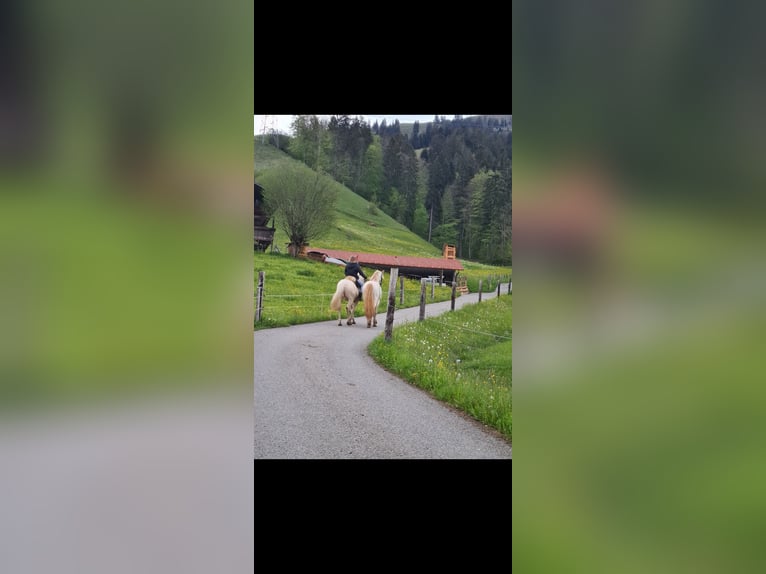 Lusitano Mix Stallion 9 years 15,2 hh Champagne in Frutigen