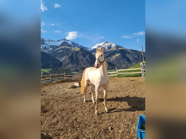 Lusitano Mix Stallion 9 years 15,2 hh Champagne in Frutigen