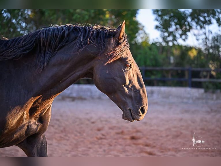 Lusitano Stallion 9 years 16.1 hh Black in Odiáxere