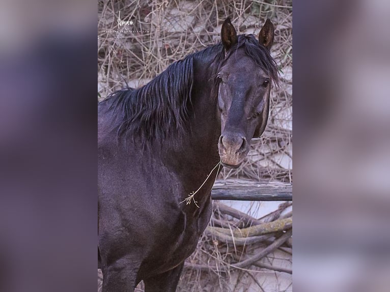 Lusitano Stallion 9 years 16.1 hh Black in Odiáxere